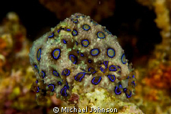 Blue Ring Octopus near Puerto Galera Philippines. Taken w... by Michael Johnson 